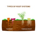 Types of root systems of plants, monocots and dicots in soil in cut. Taproot and fibrous root example comparison.