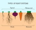 Types of root systems of plants, monosots and dicots in the soil in cut, education poster, vector illustration.