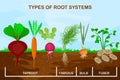 Types root systems of plants. Taproot, fibrous, bulb and tuber root example comparison.