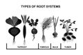 Types root systems of plants. Taproot, fibrous, bulb and tuber root example comparison.