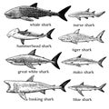 Types of sharks. Big set of hand drawn illustrations in retro engraving style. Great white shark, tiger shark, hammerhead shark Royalty Free Stock Photo