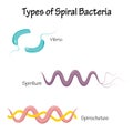 types of spiral bacteria