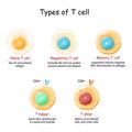 Types of T-cell. T lymphocyte Royalty Free Stock Photo