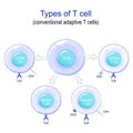 Types of T cell