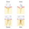 Types of Teeth: from Canine and Incisor to Molar and Premolar Royalty Free Stock Photo