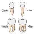 The Types of teeth in the human body.