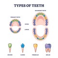 Types of teeth with primary and secondary tooth division outline diagram Royalty Free Stock Photo