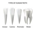 Types of Teeth Realistic Various Human Royalty Free Stock Photo
