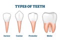 Types of teeth vector illustration. Various human tooth examples collection Royalty Free Stock Photo