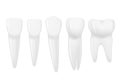 Types of tooth realistic. Various human tooth with roots, molars, premolars, canines. Vector illustration.