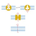 Types of transport across membranes. Membrane Transport Royalty Free Stock Photo