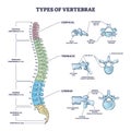 Types of vertebrae and cervical, thoracic and lumbar division outline diagram