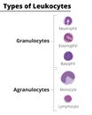 Types of white blood cells. Leukocytes granulocytes and agranulocytes.