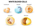 Types of White blood cells Royalty Free Stock Photo