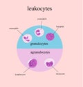 Types of White blood cells, leukocytes