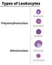 Types of white blood cells. Leukocytes polymorphonuclear and mononuclear.