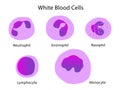 Types of white blood cells Royalty Free Stock Photo