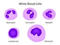 Types of white blood cells Royalty Free Stock Photo