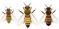 Types of worker bees