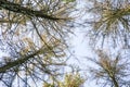 Typesetter beetle destroys forest in Belgium Royalty Free Stock Photo