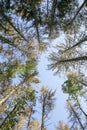 Typesetter beetle destroys forest in Belgium Royalty Free Stock Photo