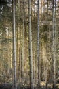 Typesetter beetle destroys forest in Belgium Royalty Free Stock Photo