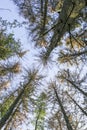 Typesetter beetle destroys forest in Belgium Royalty Free Stock Photo