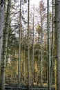 Typesetter beetle destroys forest in Belgium Royalty Free Stock Photo