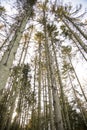 Typesetter beetle destroys forest in Belgium Royalty Free Stock Photo