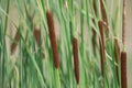 Typha angustifolia, cattail, water plant.