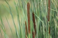 Typha angustifolia, cattail, water plant.