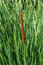 Typha angustifolia. Close up of cattail, water plant Royalty Free Stock Photo