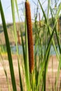 Typha angustifolia. Close up of cattail, water plant Royalty Free Stock Photo