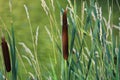 Typha angustifolia. Close up of cattail, water plant. Royalty Free Stock Photo