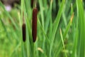 Typha angustifolia. Close up of cattail, water plant.