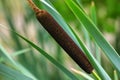 Typha angustifolia, cattail, water plant. Royalty Free Stock Photo