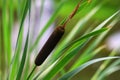 Typha angustifolia, cattail, water plant. Royalty Free Stock Photo