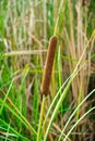 Typha angustifolia Royalty Free Stock Photo