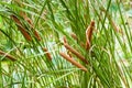 Typha angustifolia Royalty Free Stock Photo