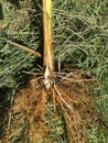 Typha angustifolia, Typhaceae