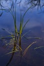 Typha angustifolia - young reed leaves growing from the shallow surface of a beautiful clean pond. Clear water, transparent to the Royalty Free Stock Photo