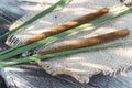 Typha as bulrush or reedmace, reed, cattail,or punks, cumbungi or bulrush, cattail, raupo cut to make medicine for Royalty Free Stock Photo