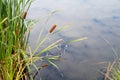Typha Royalty Free Stock Photo