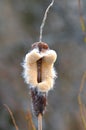 Cattail in the spring Royalty Free Stock Photo