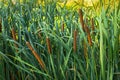 Typha flowering plants, also called bulrush, reedmace, cattail, Royalty Free Stock Photo