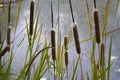 Typha species of plant known as bulrush, gladio, enea or totora Royalty Free Stock Photo