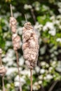 Typha Latifolia, also known as reedmace, with a shallow depth of field