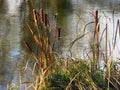 Typha latifolia also named bulrush or reedmace, in America reed, cattail or punks, in Australia cumbungi or bulrush Royalty Free Stock Photo