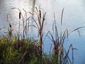 Typha latifolia also named bulrush or reedmace, in America reed, cattail or punks, in Australia cumbungi or bulrush Royalty Free Stock Photo