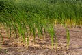 Typha latifolia broadleaf cattail, bulrush, common bulrush, common cattail, great reedmace, cooper`s reed, cumbungi is perennial